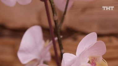 Спаси свою любовь, 1 сезон, 237 серия