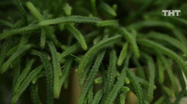 ДОМ-2. Спаси свою любовь, 20 сезон, 21 серия