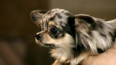 Универ, 3 сезон, 34 серия. Мой ласковый и нежный зверь